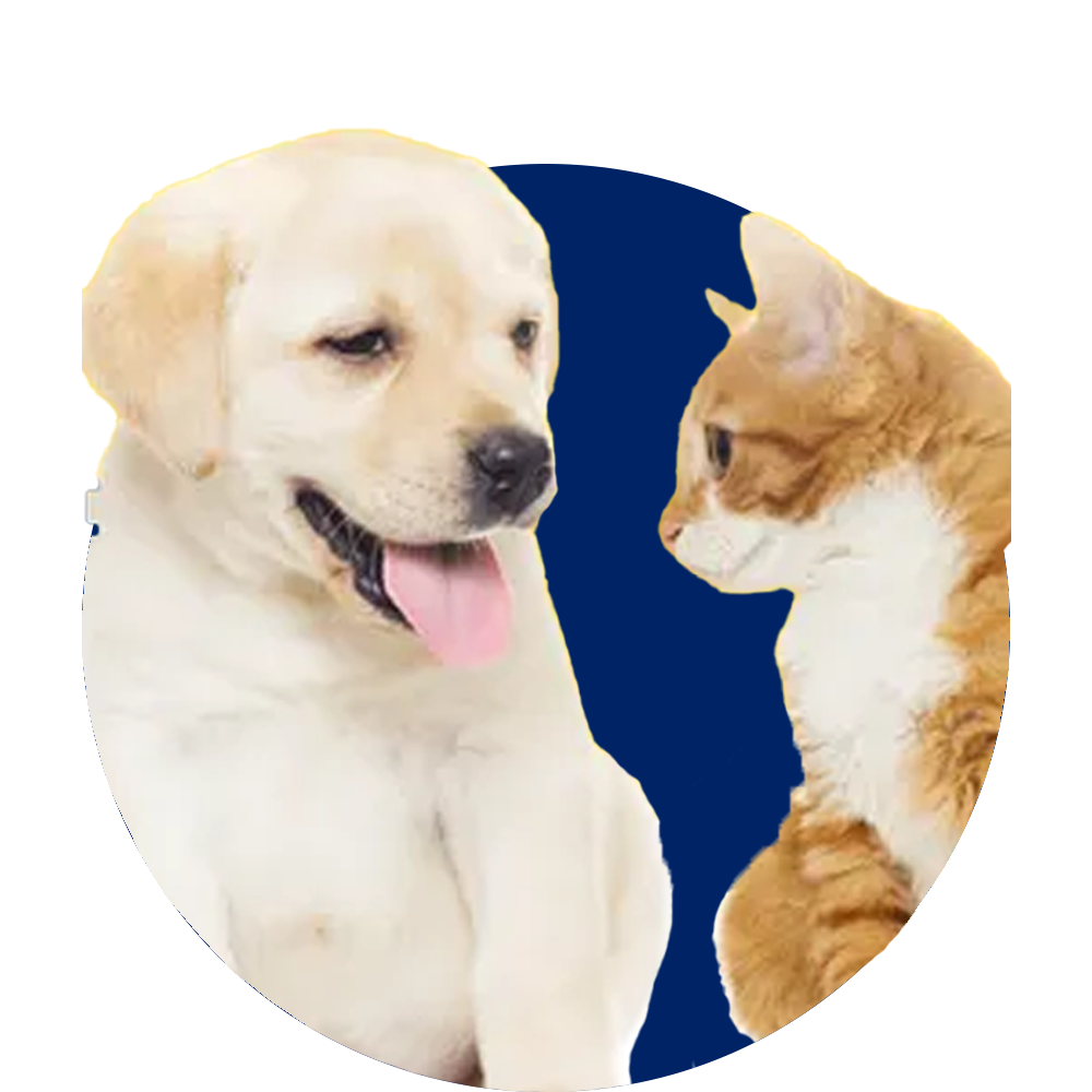 Pet Essentials - Ukbay